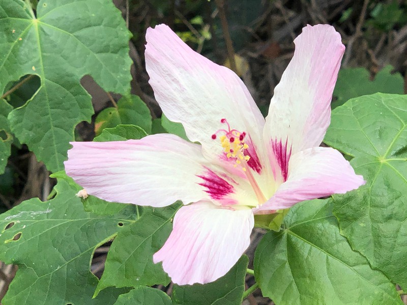 Hibiscus cameronii photo 4