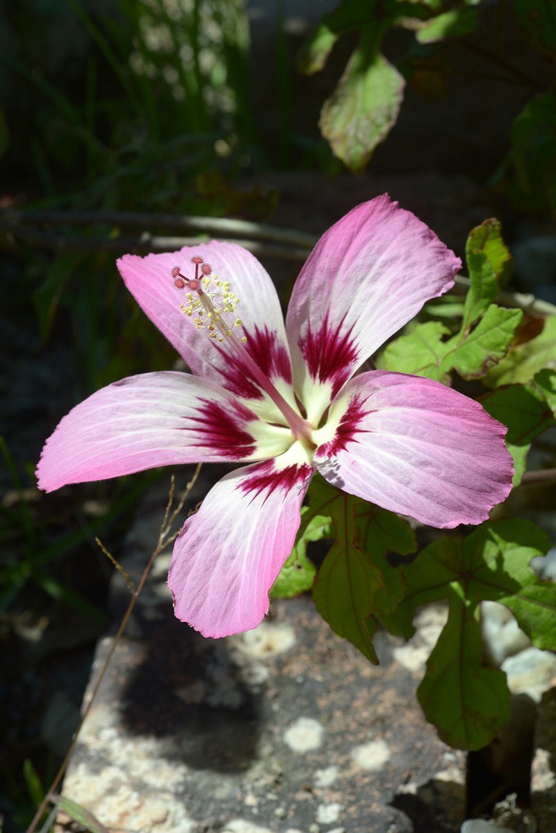 Hibiscus cameronii photo 5