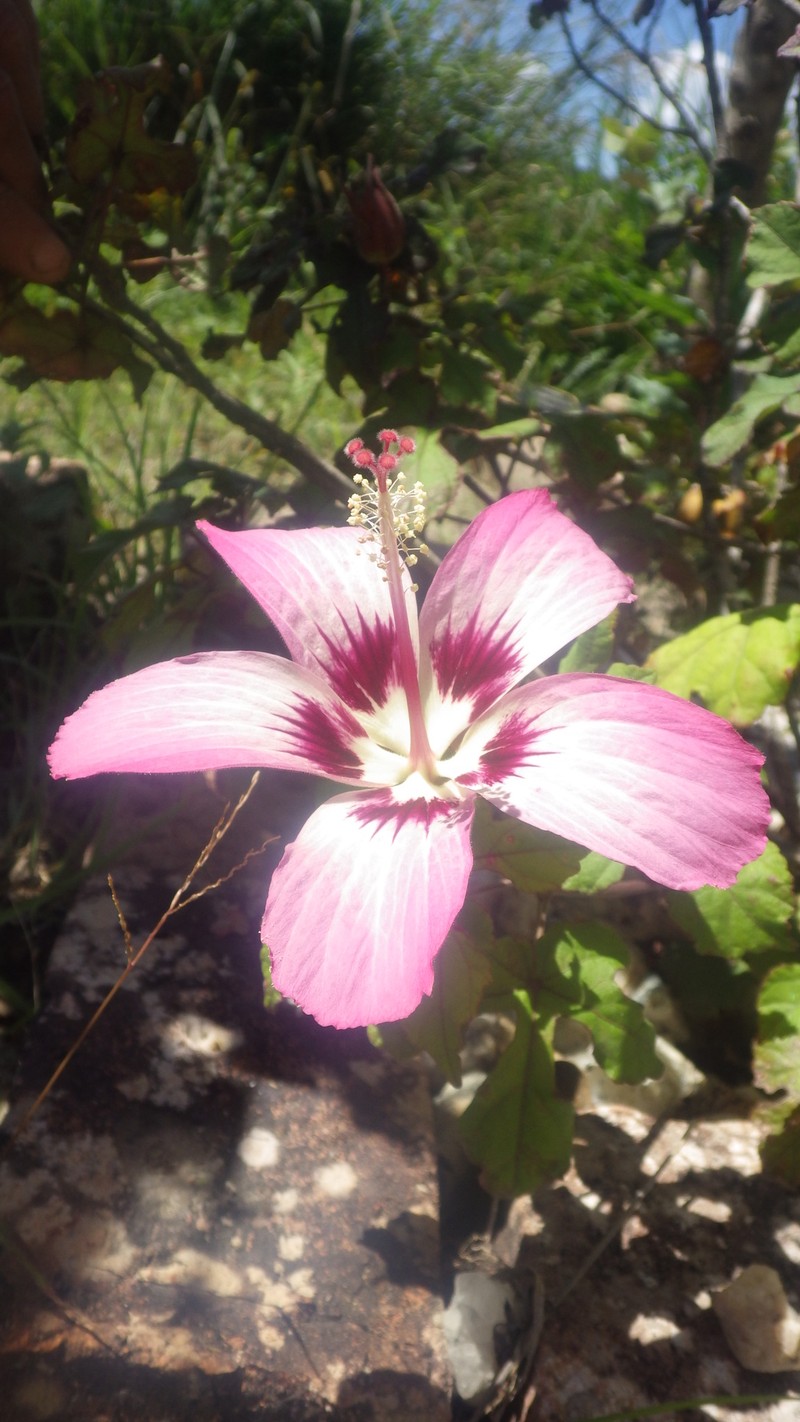 Hibiscus cameronii photo 6