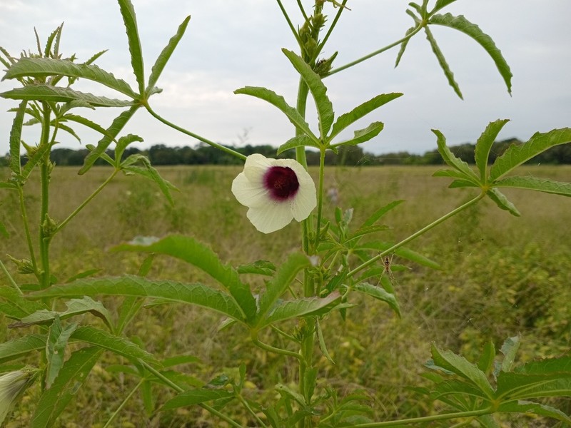 Brown Indianhemp photo 2