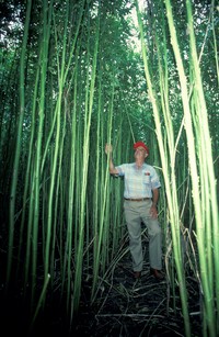 Brown Indianhemp