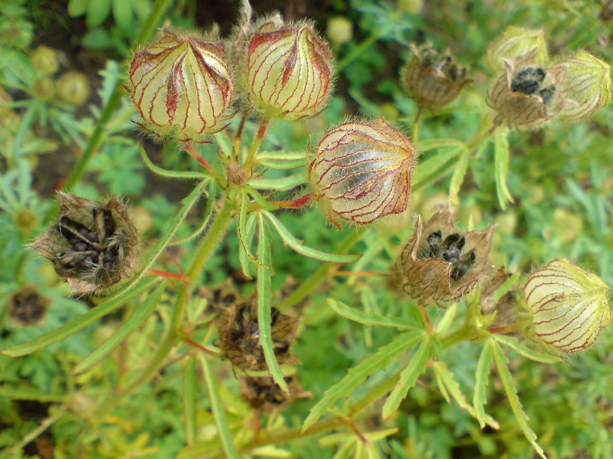 Brown Indianhemp photo 4
