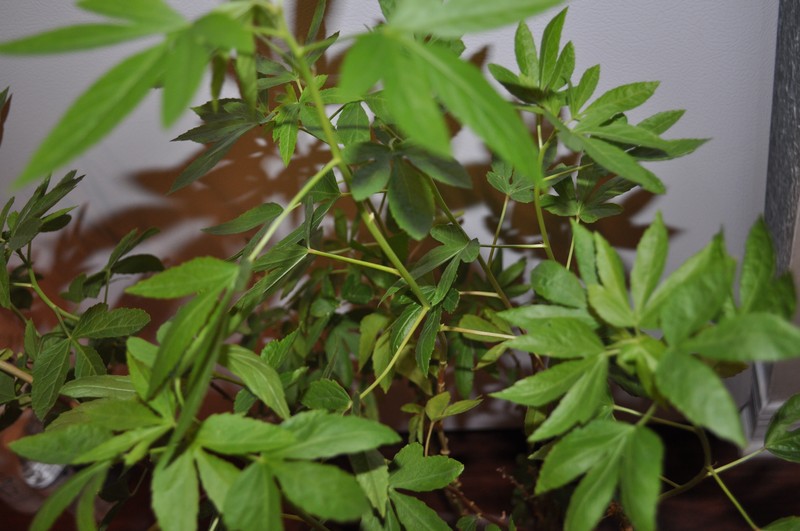 Brown Indianhemp photo 5