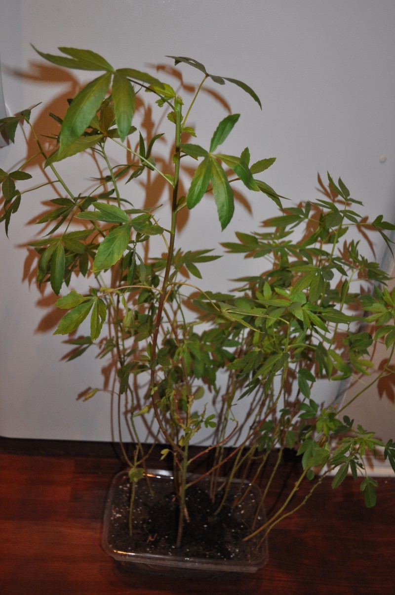 Brown Indianhemp photo 6