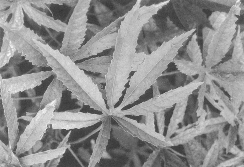 Brown Indianhemp photo 8