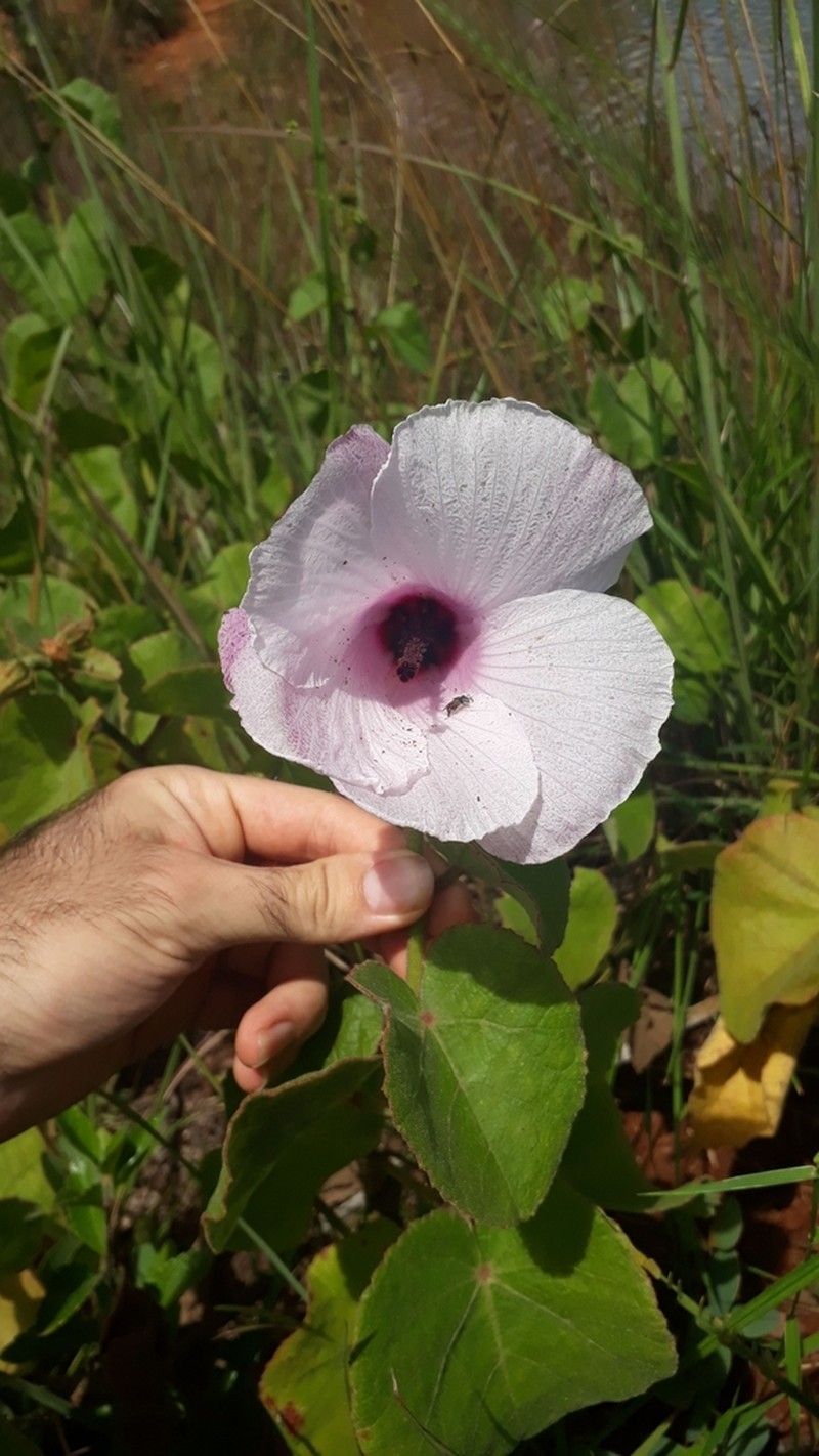 Hibiscus capitalensis photo 2