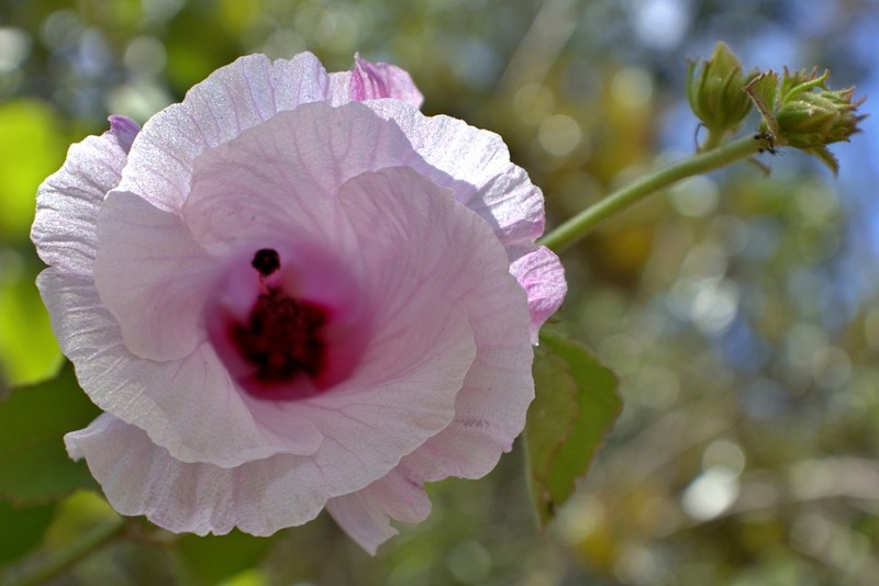 Hibiscus capitalensis photo 3