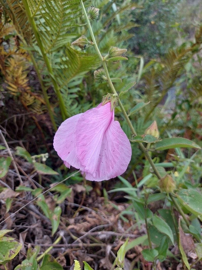Hibiscus capitalensis photo 4