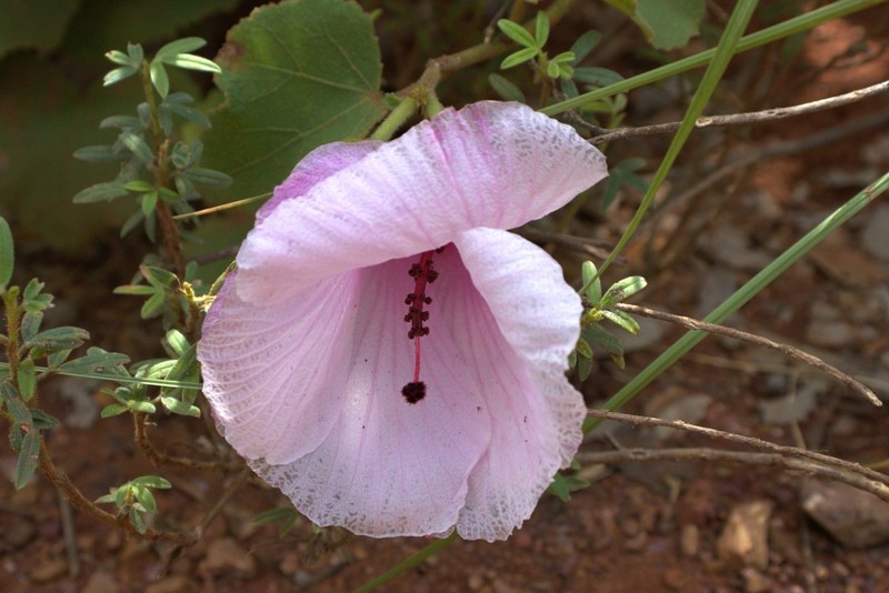 Hibiscus capitalensis photo 5