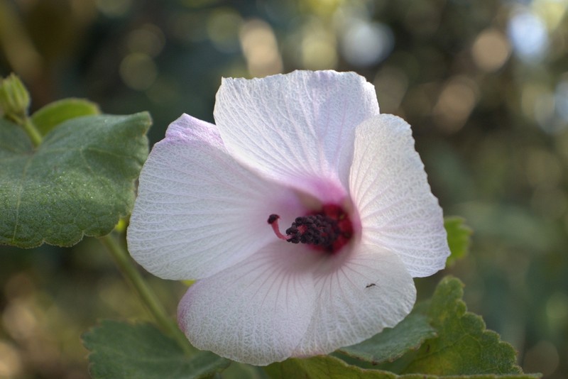 Hibiscus capitalensis photo 7