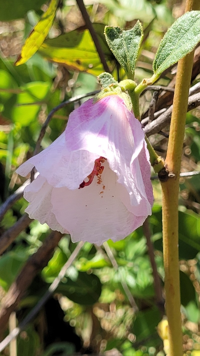 Hibiscus capitalensis photo 8