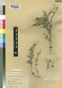 Hibiscus castroi