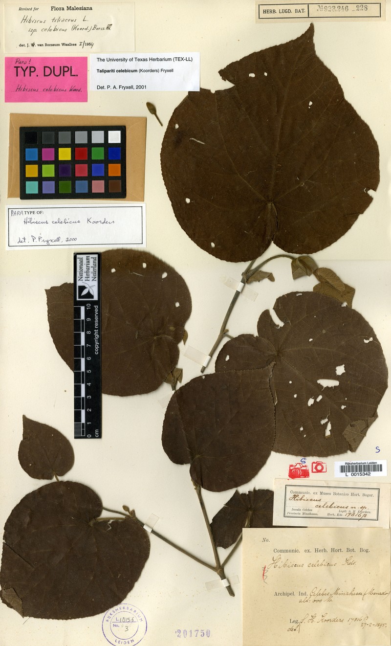 Hibiscus celebicus