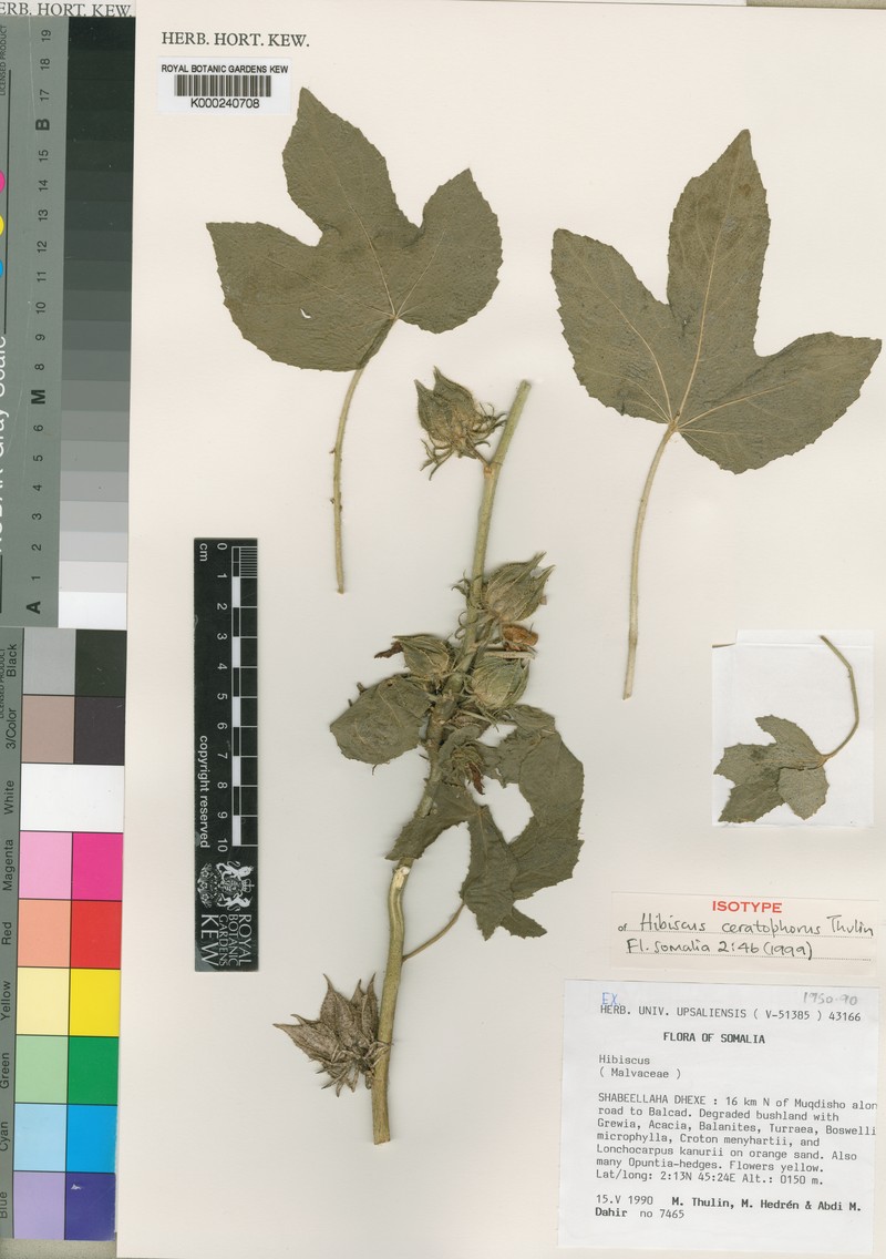 Hibiscus ceratophorus