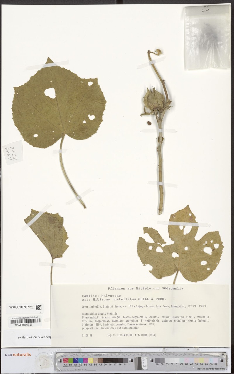 Hibiscus ceratophorus photo 2
