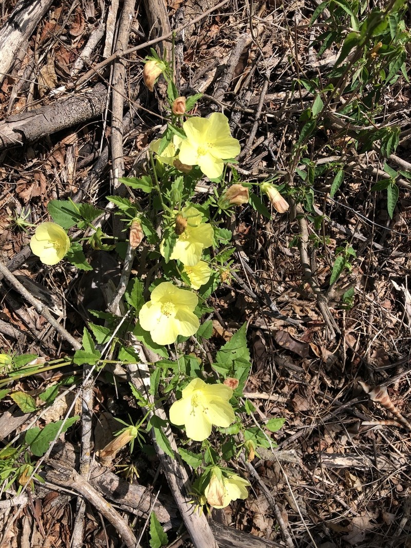 Hibiscus citrinus