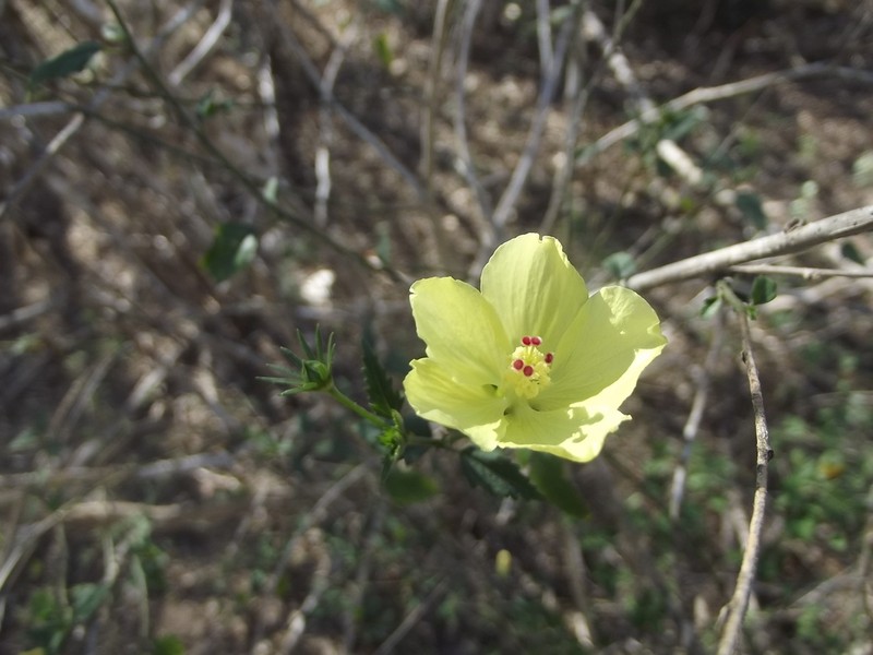 Hibiscus citrinus photo 2