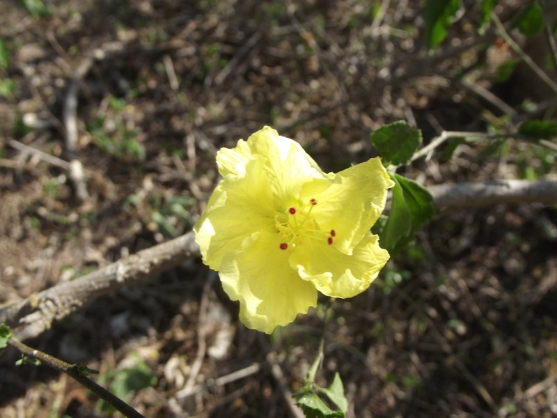 Hibiscus citrinus photo 3