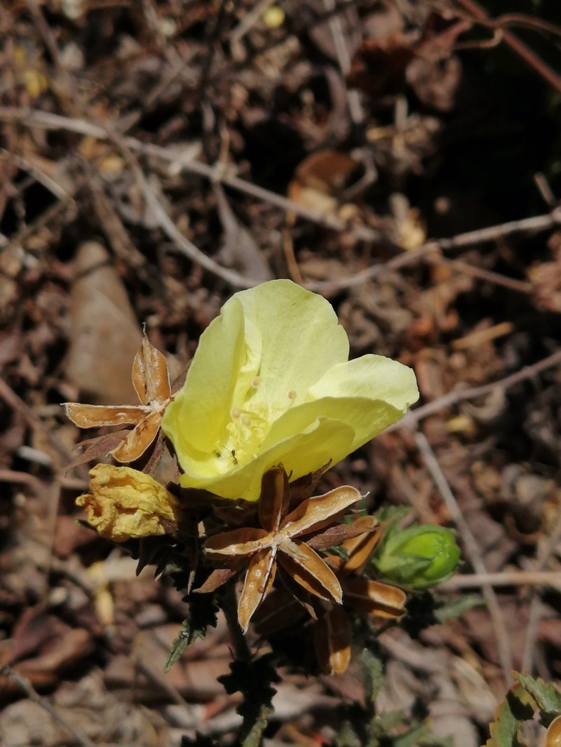 Hibiscus citrinus photo 4