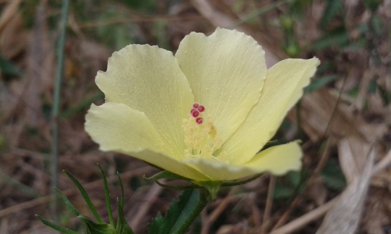 Hibiscus citrinus photo 5