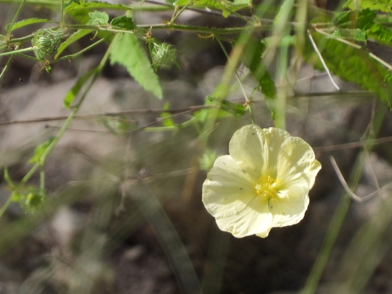 Hibiscus citrinus photo 6