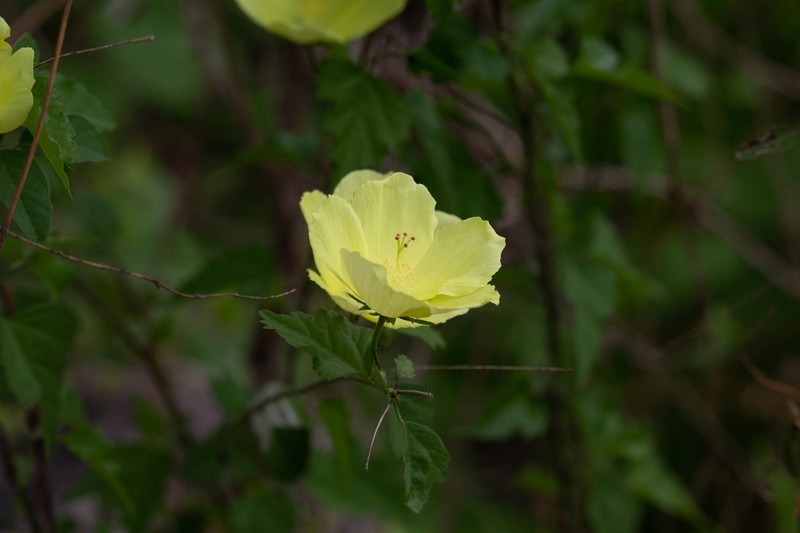 Hibiscus citrinus photo 7