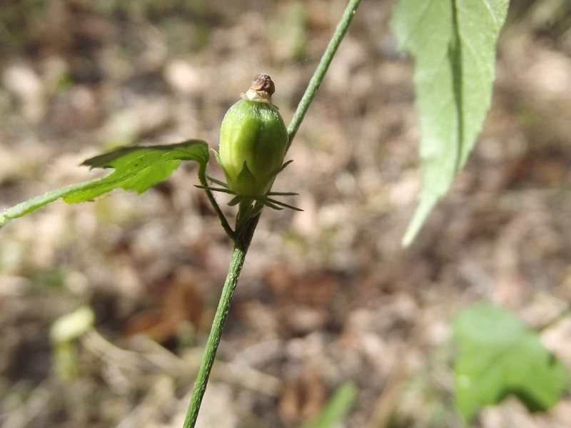 Hibiscus citrinus photo 8