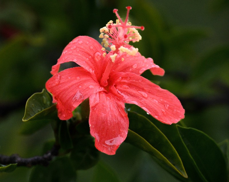 Red Kauai Rosemallow photo 3