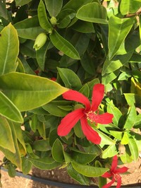 Red Kauai Rosemallow