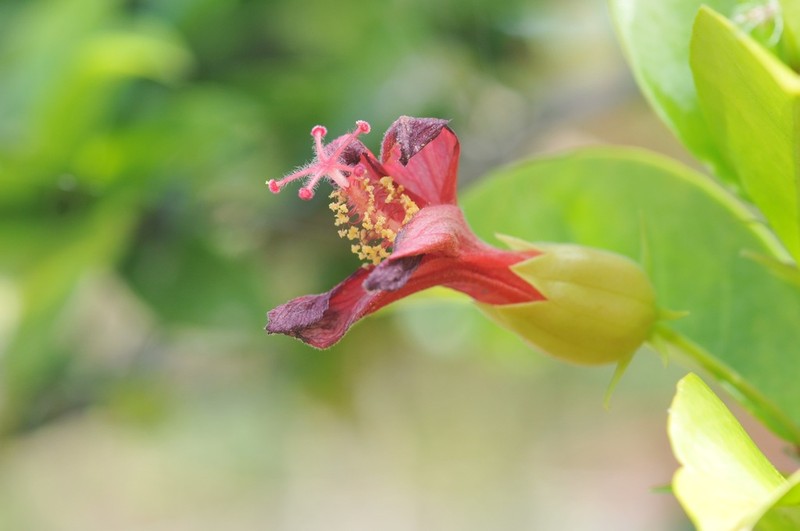 Red Kauai Rosemallow photo 2