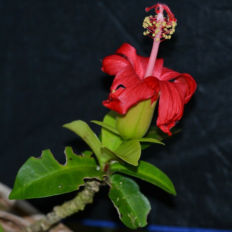 Red Kauai Rosemallow photo 3
