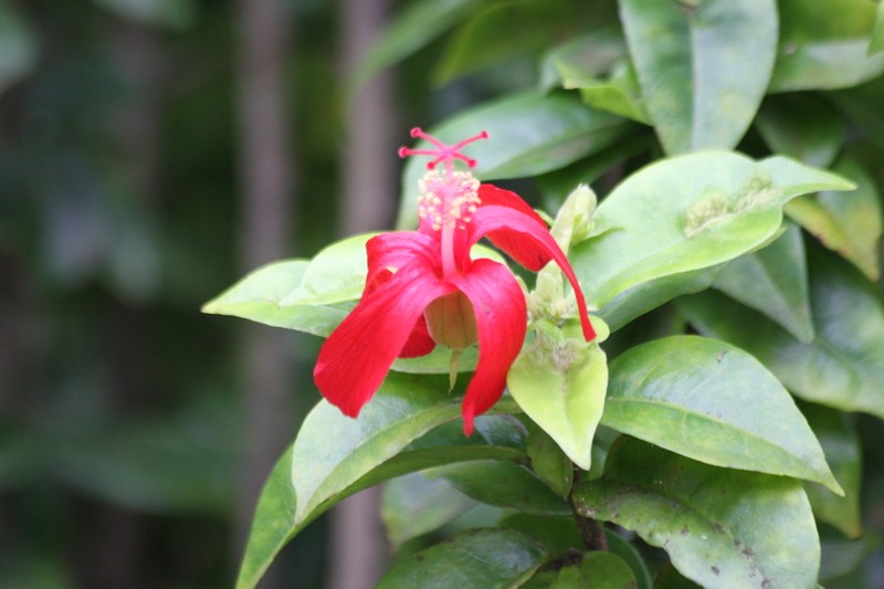 Red Kauai Rosemallow photo 4