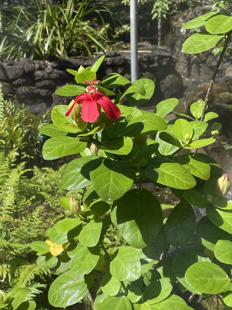 Red Kauai Rosemallow photo 5
