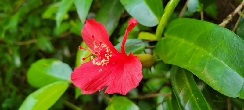 Red Kauai Rosemallow photo 7