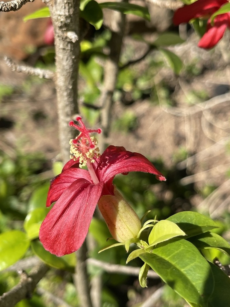Red Kauai Rosemallow photo 8