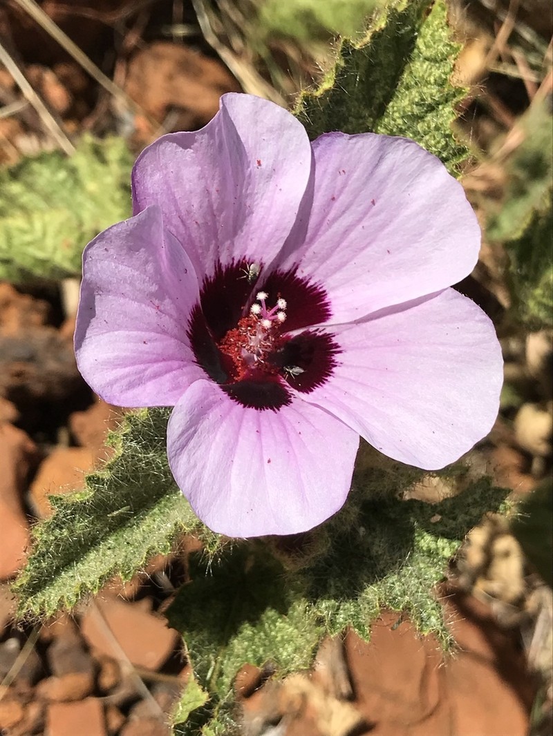 Hibiscus coatesii