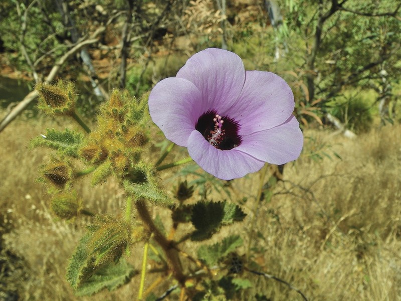 Hibiscus coatesii photo 2