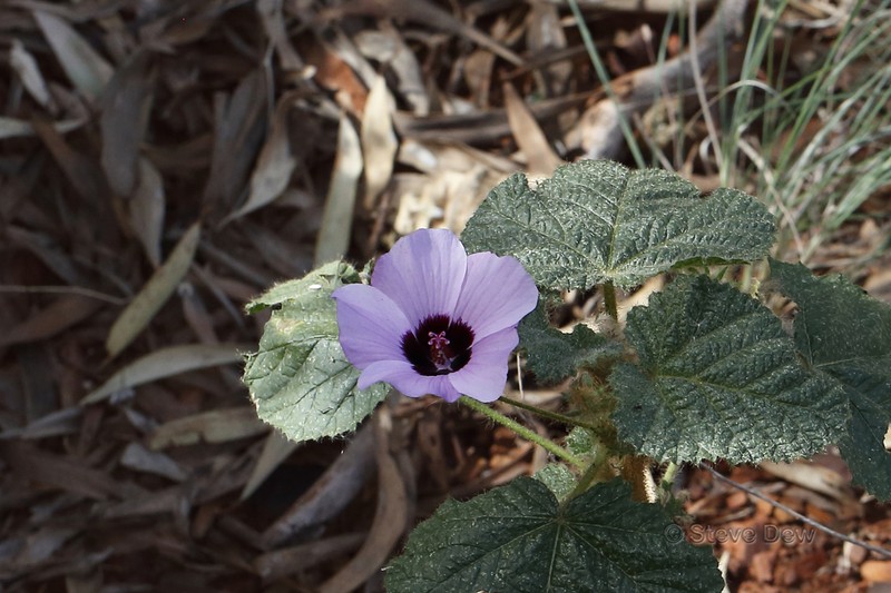 Hibiscus coatesii photo 3