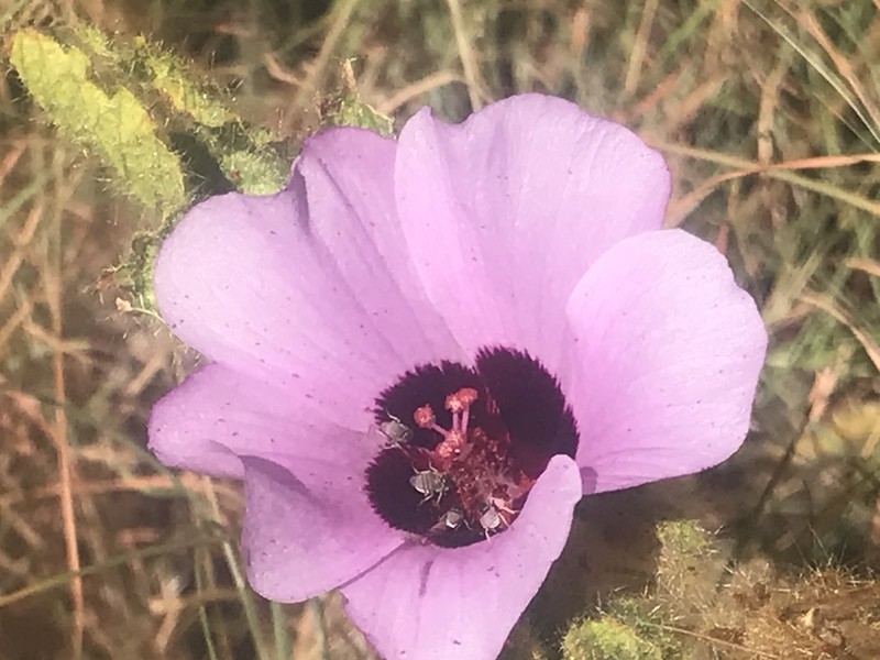 Hibiscus coatesii photo 4
