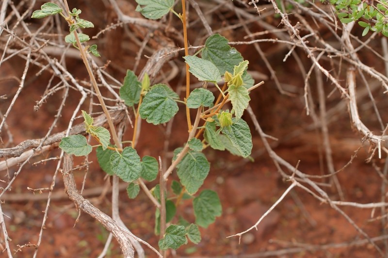 Hibiscus coatesii photo 5