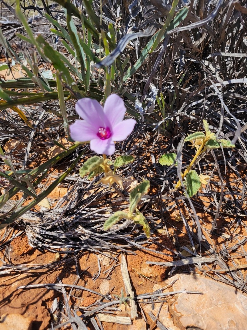 Hibiscus coatesii photo 6