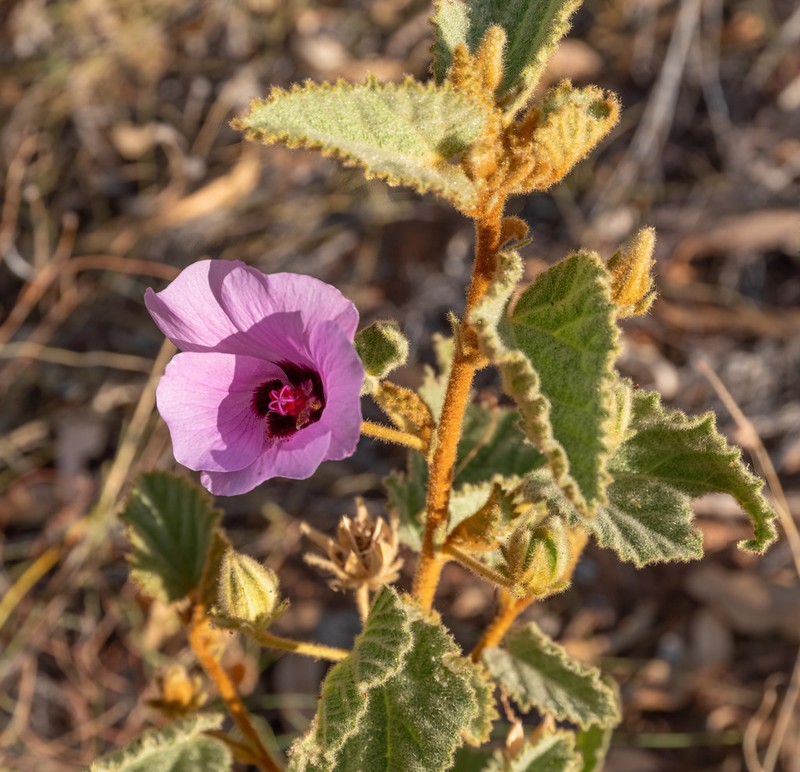 Hibiscus coatesii photo 8
