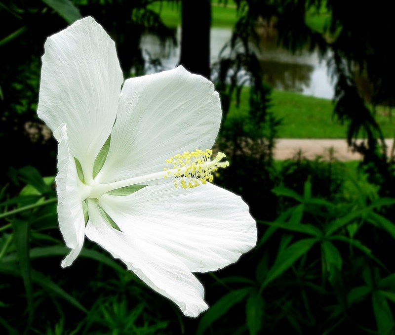 Scarlet Rosemallow photo 3