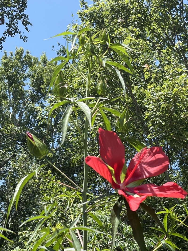 Scarlet Rosemallow