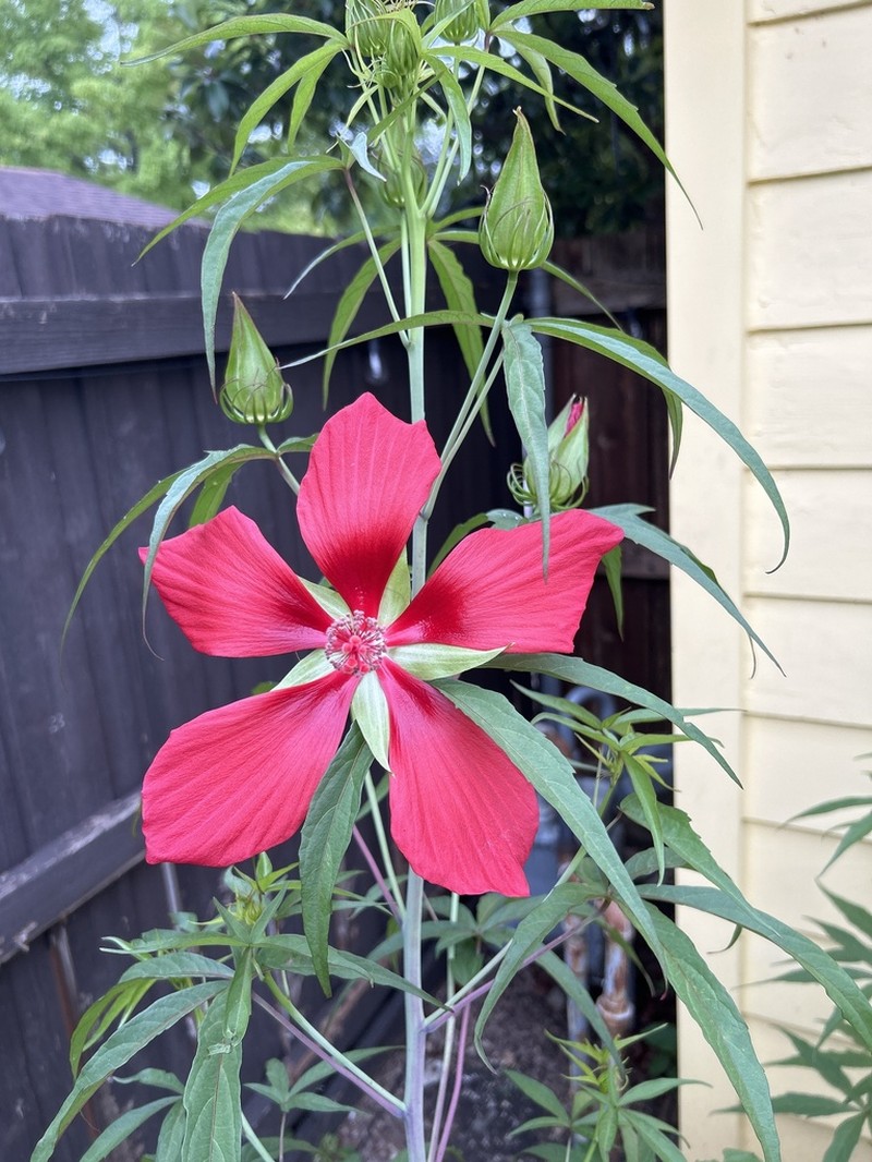 Scarlet Rosemallow photo 2