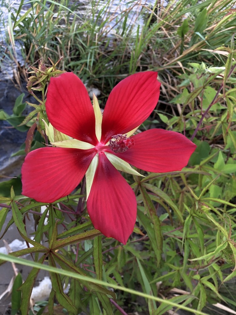 Scarlet Rosemallow photo 3