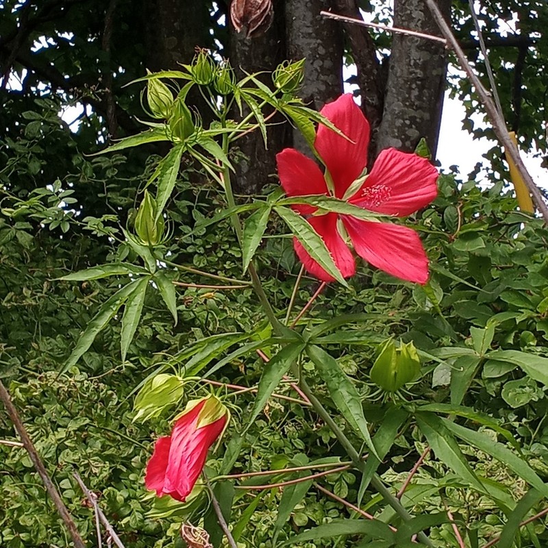 Scarlet Rosemallow photo 4