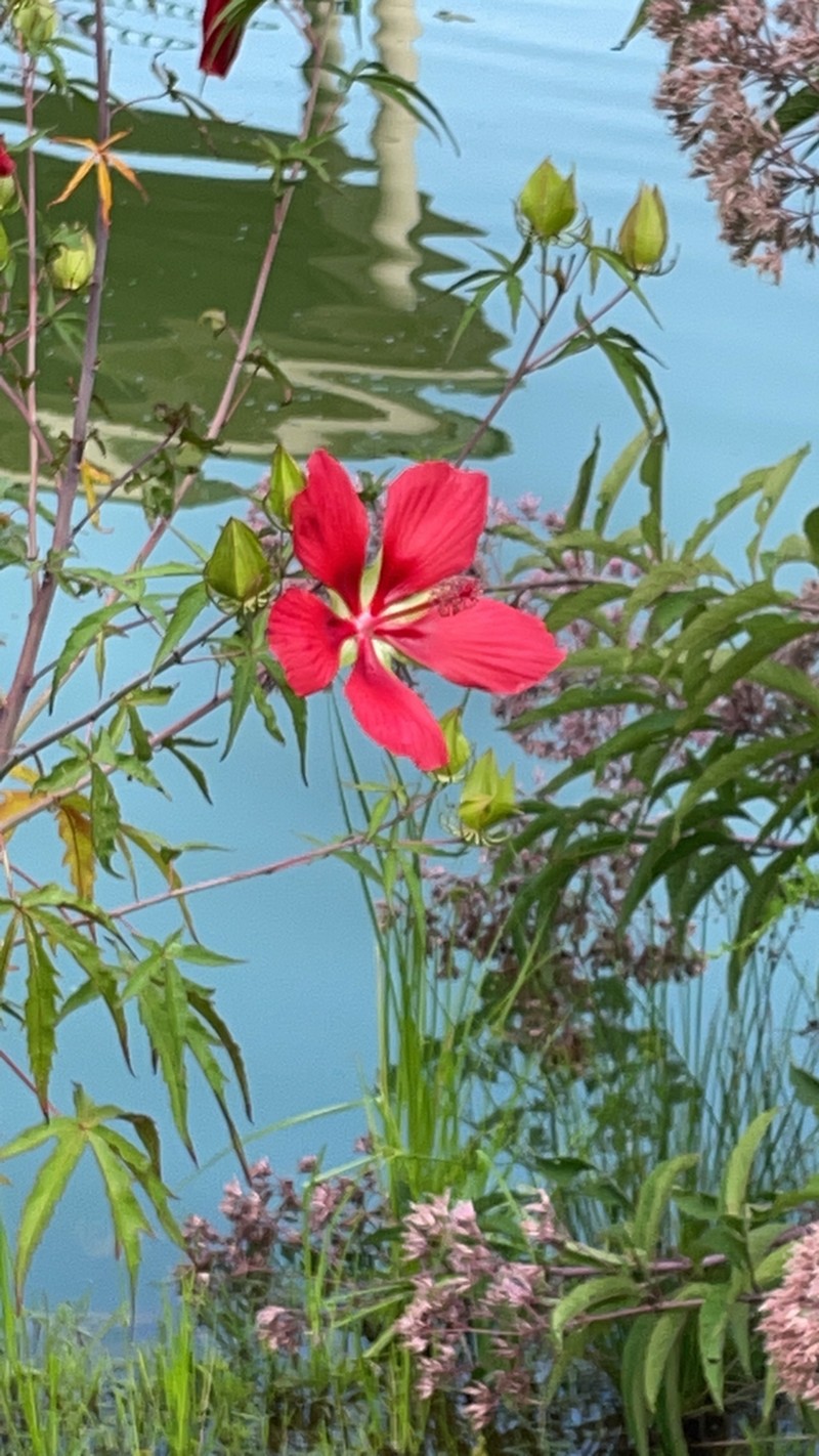 Scarlet Rosemallow photo 5