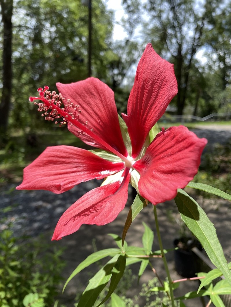 Scarlet Rosemallow photo 6