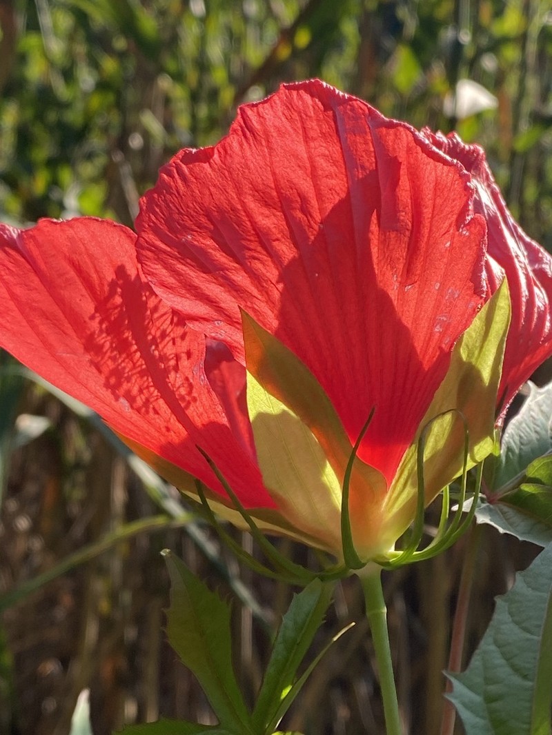 Scarlet Rosemallow photo 7